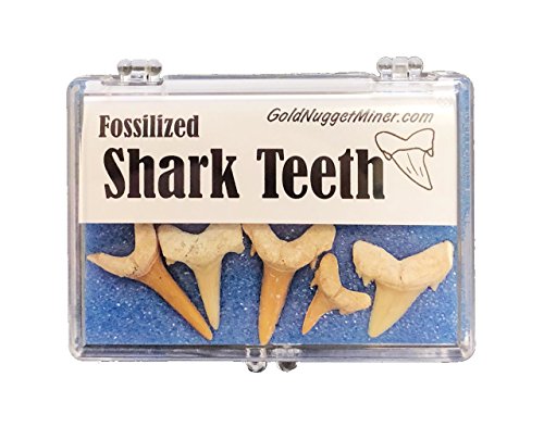 שיני כריש מאובנים עם קופסת תצוגה - 5 שיניים - אוסף מאובנים