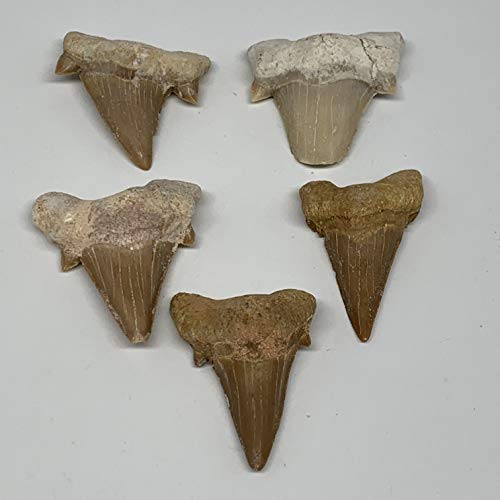 5 חלקים מגרש, 46.6 גרם, 1.4 - 1.6 מאובנים טבעיים קטנים, מאובנים שן כריש דגים, שיני כריש ממרוקו, B12747